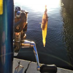 ちょい投げ　ハゼ　セイゴ