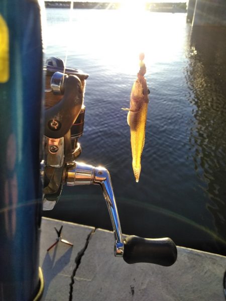 ちょい投げ　ハゼ　セイゴ