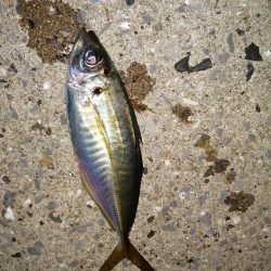 美味しいアジを求め