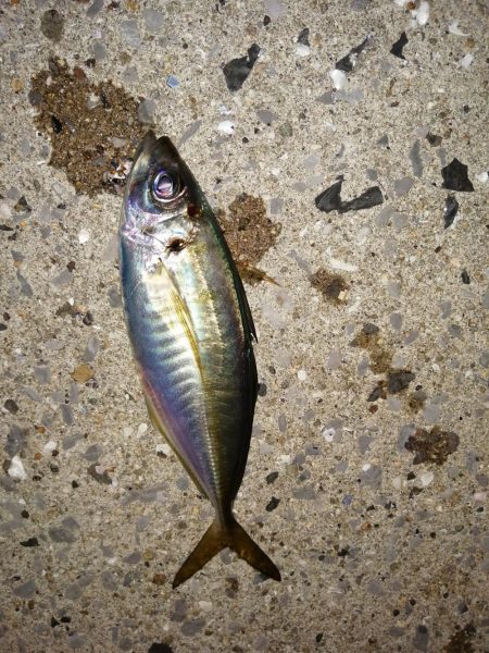 美味しいアジを求め