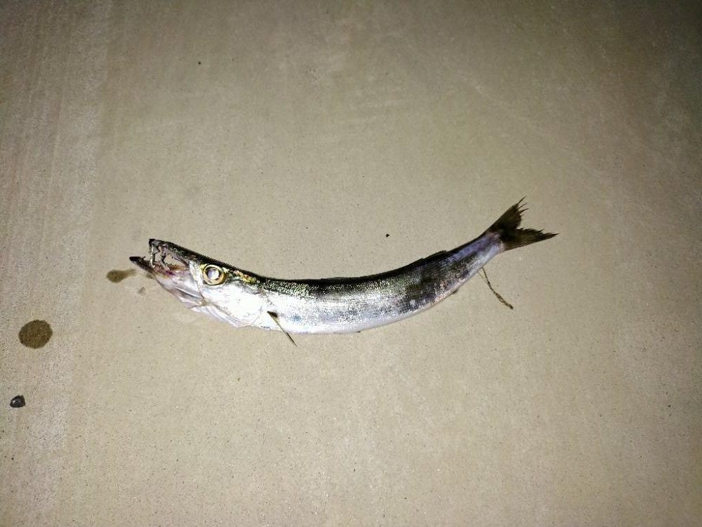 タチウオ　カマス