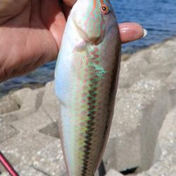 東二見西水路のキス調査