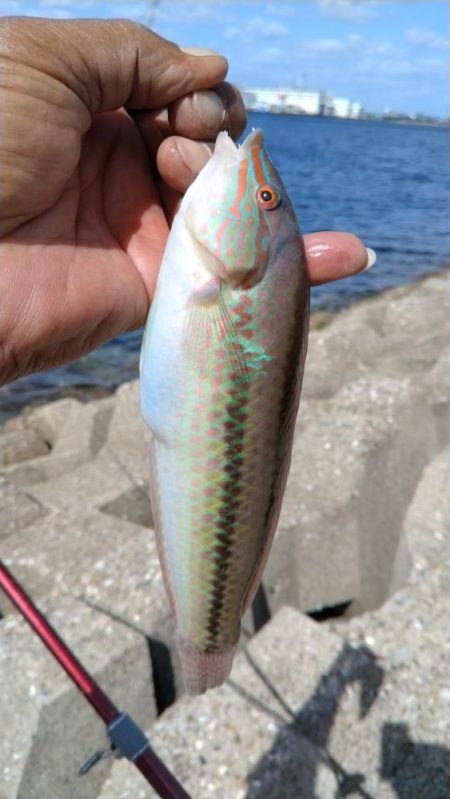 東二見西水路のキス調査