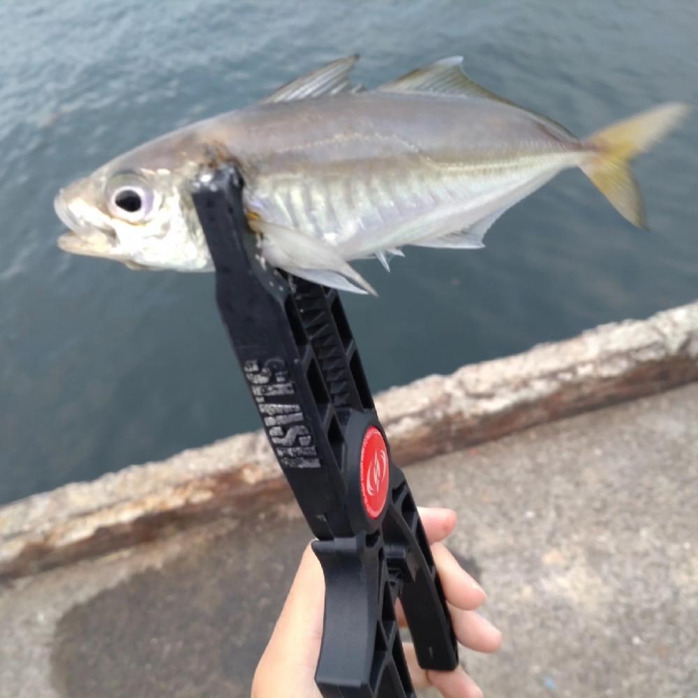 助松埠頭アジング