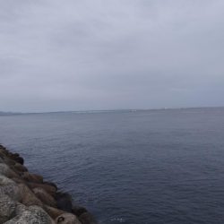 貝塚人工島 青物はお休みのようです。