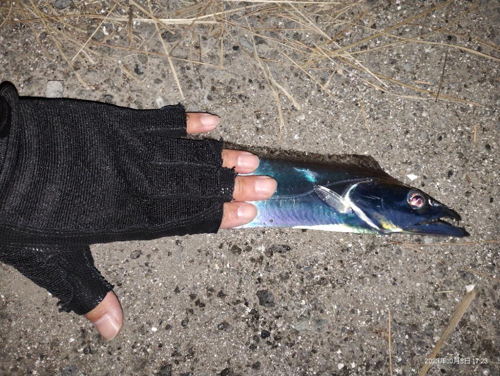 初魚種となるマゴチ登場