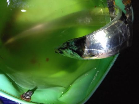 雨でも満員人工島