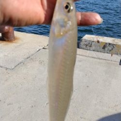 淡路島のキス調査