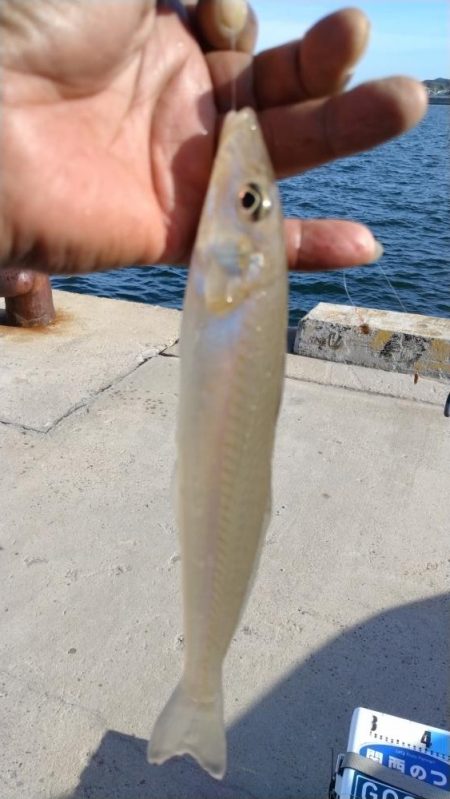 淡路島のキス調査