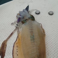 今年初のボートエギング