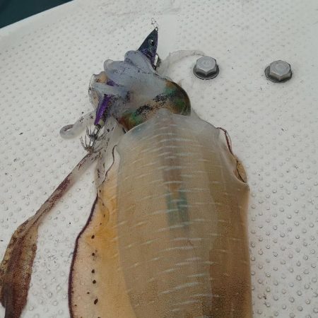 今年初のボートエギング