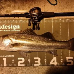 久しぶりの大阪市内シーバスゲーム