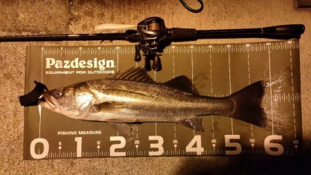 久しぶりの大阪市内シーバスゲーム