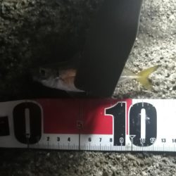 イカ用のアジ釣り