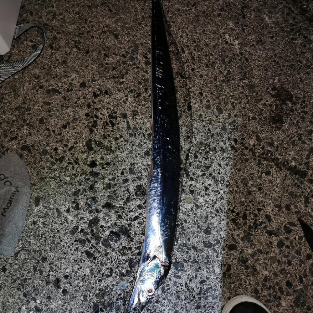 暴風とタチウオと