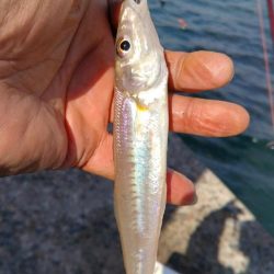 久々の播磨新島釣行