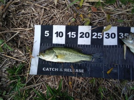 久しぶりのバスフィッシング