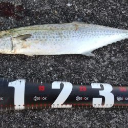 武庫川一文字でサゴシ