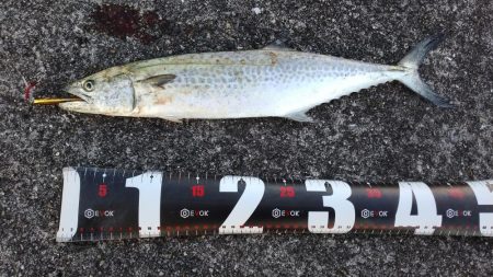 武庫川一文字でサゴシ