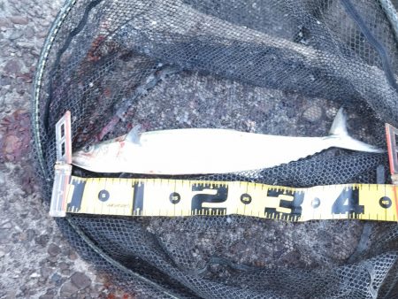 渋い状況の中でのヒット