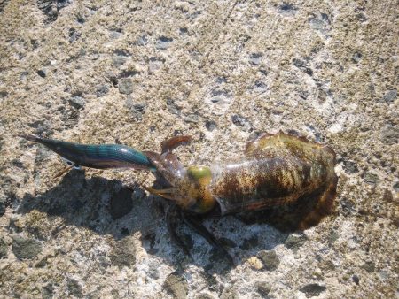 無くしました(T^T)