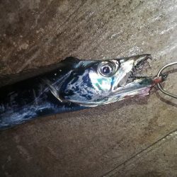 今週は先週よりも渋かった