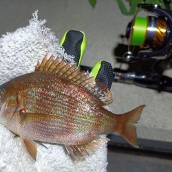 2023/10/24 南港ライトゲーム釣行 (ロックフィッシュ狙い)