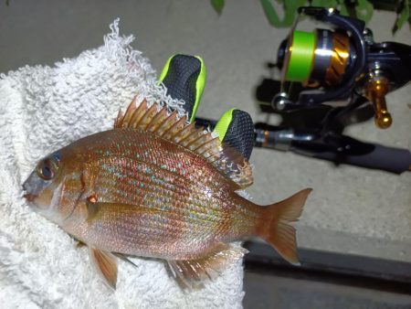 2023/10/24 南港ライトゲーム釣行 (ロックフィッシュ狙い)