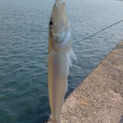 型が良くなり始めた播磨新島のキス