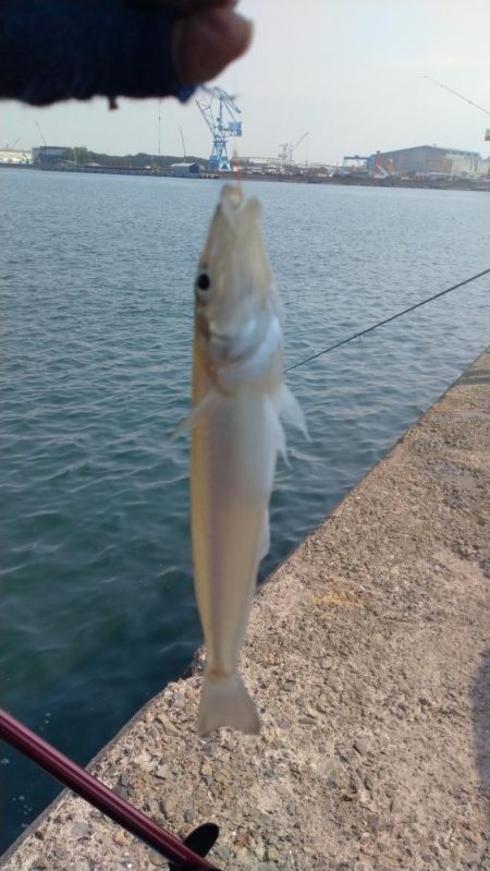 型が良くなり始めた播磨新島のキス
