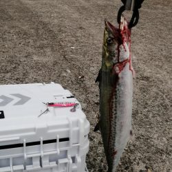 メジロ＆サゴシ