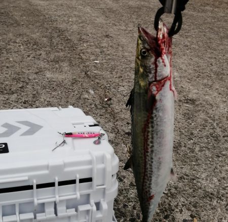 メジロ＆サゴシ