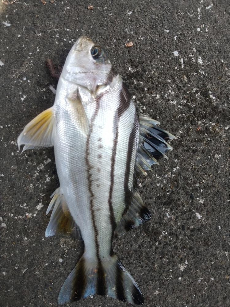 久しぶりの釣行