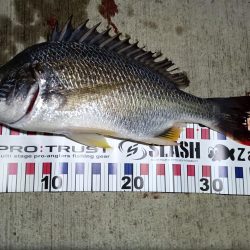 2023/10/28 南港ヘチ釣り釣行