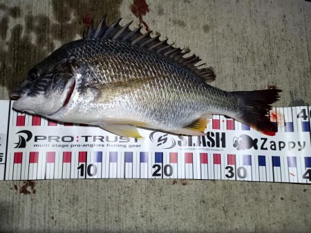 2023/10/28 南港ヘチ釣り釣行