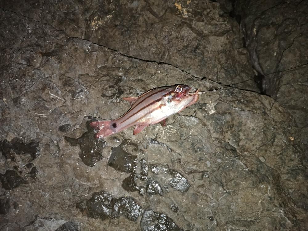 ウツボにキンギョ