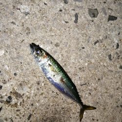 海水温と反比例