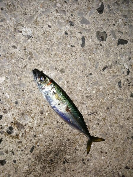 海水温と反比例