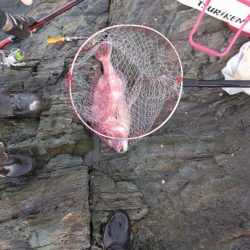 デカイマダイ・・・・