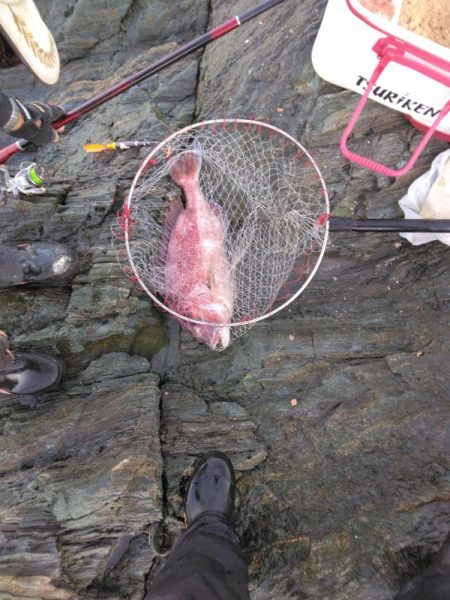 デカイマダイ・・・・