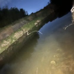 自作ルアーにて（ピーナッツ君）