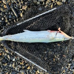 エギング撃沈、ショアジギでサゴシとコノシロ