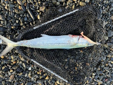 エギング撃沈、ショアジギでサゴシとコノシロ…