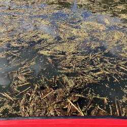 ターンオーバー