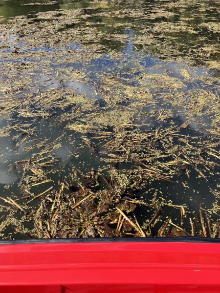 ターンオーバー