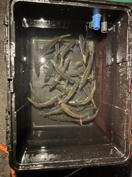 ヒイカ釣りのつもりが