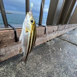 ウリボウフィーバー