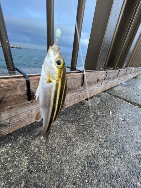 ウリボウフィーバー