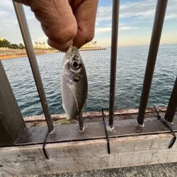 ウリボウだらけ〜秋後半の海〜