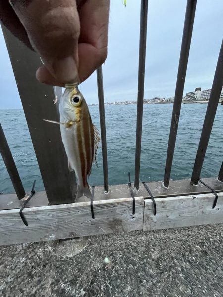 サビキ終わりかけ